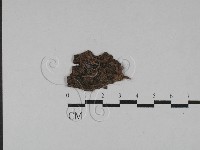登錄號:F0028822藏品圖，第1張