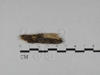 登錄號:F0028825藏品圖，第1張
