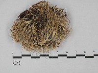 登錄號:F0028829藏品圖，第1張