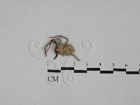 登錄號:F0028833藏品圖，第1張