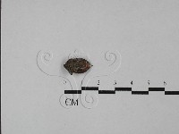 登錄號:F0028834藏品圖，第1張