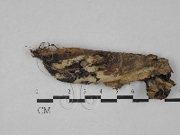 登錄號:F0028835藏品圖，第1張