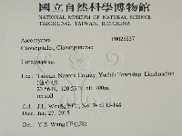 蟲草屬藏品圖，第2張