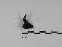 登錄號:F0028838藏品圖，第1張