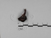 登錄號:F0028838藏品圖，第3張
