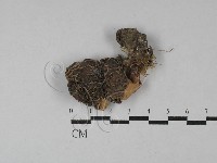 登錄號:F0028841藏品圖，第1張