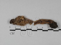 登錄號:F0028842藏品圖，第1張