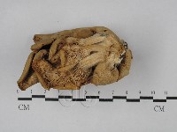 登錄號:F0028849藏品圖，第3張