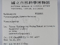 刺革菌屬藏品圖，第2張