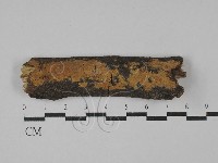 刺革菌屬藏品圖，第1張