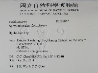 絲齒菌屬藏品圖，第2張