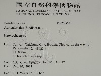 刺皮菌屬藏品圖，第2張