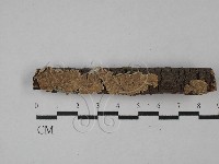 附毛菌屬藏品圖，第1張