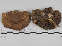 登錄號:F0028857藏品圖，第1張
