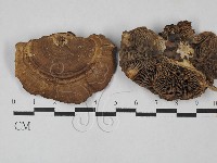 登錄號:F0028857藏品圖，第3張
