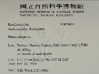 刺皮菌屬藏品圖，第2張