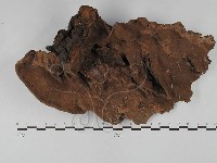 登錄號:F0028864藏品圖，第1張