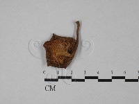 登錄號:F0028866藏品圖，第3張