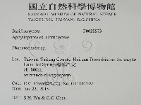 顯絲菌屬藏品圖，第2張