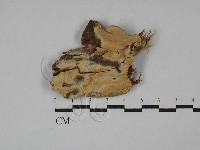 登錄號:F0028876藏品圖，第1張