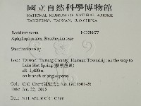 齒耳菌屬藏品圖，第2張