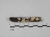 齒耳菌屬藏品圖，第1張