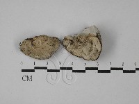 登錄號:F0028881藏品圖，第1張