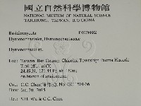 刺革菌屬藏品圖，第2張