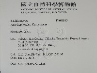 絲齒菌屬藏品圖，第2張