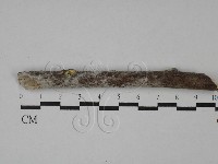 絲齒菌屬藏品圖，第1張