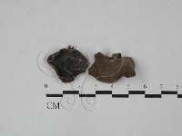 毛木耳藏品圖，第1張