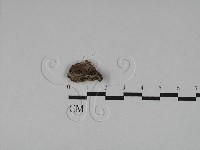 寡孔菌屬藏品圖，第1張