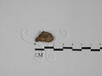 寡孔菌屬藏品圖，第3張