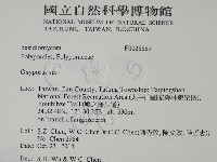 銳孔菌屬藏品圖，第2張