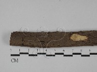 刺革菌屬藏品圖，第1張