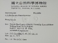 筍殼菌屬藏品圖，第2張