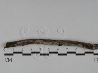 筍殼菌屬藏品圖，第1張