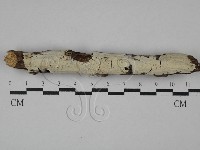 絲皮菌屬藏品圖，第1張