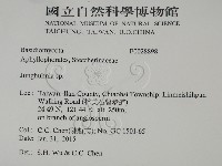 容氏菌屬藏品圖，第2張