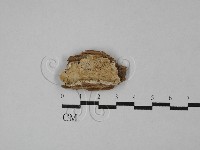 登錄號:F0028899藏品圖，第1張