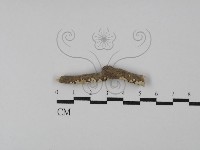 登錄號:F0028900藏品圖，第1張