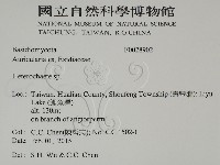 刺皮菌屬藏品圖，第2張