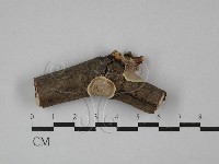 刺皮菌屬藏品圖，第1張