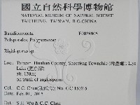 硬孔菌屬藏品圖，第2張