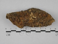 硬孔菌屬藏品圖，第1張