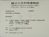 紅菇屬藏品圖，第2張