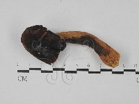 紅菇屬藏品圖，第1張