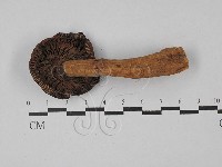 紅菇屬藏品圖，第3張