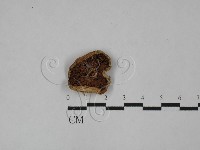 登錄號:F0028908藏品圖，第1張