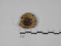 登錄號:F0028909藏品圖，第1張